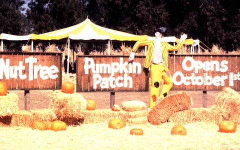 Pumpkin Patch